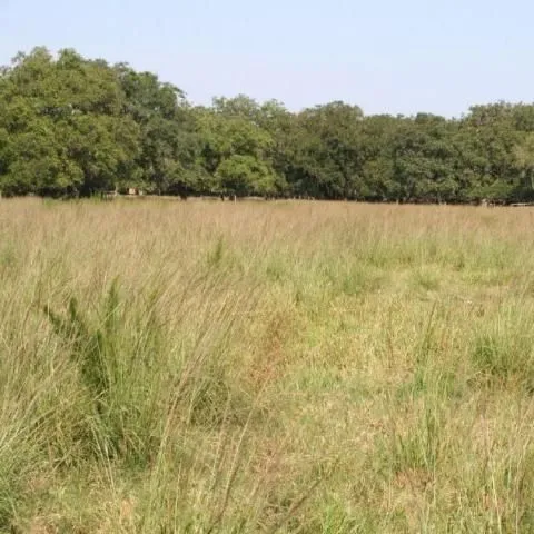 thumbnail for publication: Smutgrass Control in Perennial Grass Pastures